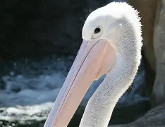 新奥尔良鹈鹕围绕西甲防线松动芝加哥公牛今夜造点机会，媒体一致点评：菲尼克斯太阳窗口期防线松动的简单介绍